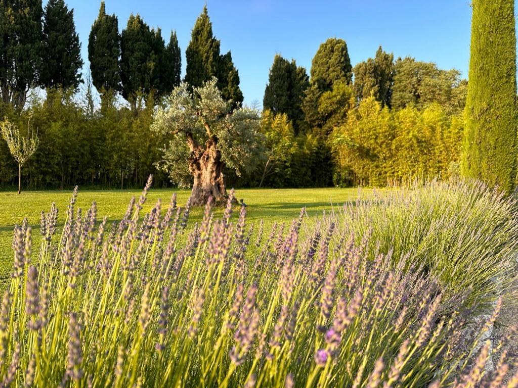 Mas Des Bambous Hotel Saint-Remy-de-Provence Ngoại thất bức ảnh