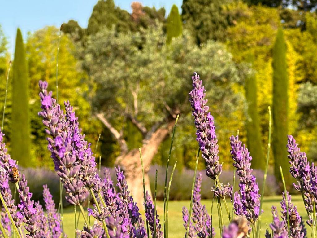 Mas Des Bambous Hotel Saint-Remy-de-Provence Ngoại thất bức ảnh