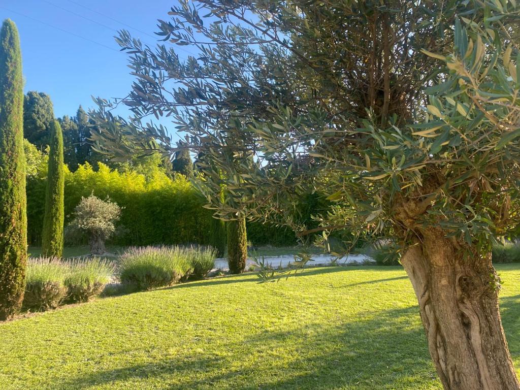 Mas Des Bambous Hotel Saint-Remy-de-Provence Ngoại thất bức ảnh